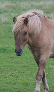 Trölli is safe to ride. Marvellous to take care of. Good gates.