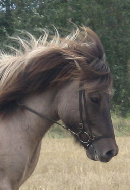 Ari is a big and cute gelding with nice gates. Playful and reliable.