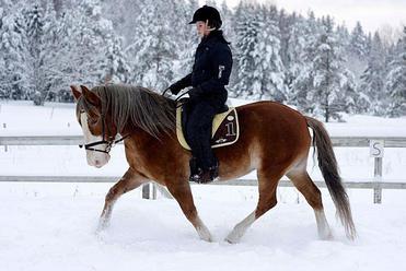 Sara is a positive riding instructor who loves all kinds of animals. She has a long career in horses and she knows both Icelandic horses and other breeds. She is now studying for an animal trainee education to understand even more of animals and their training and the positive reinforcement.
Sara concentrates on the rider´s seat and body, as they they are the ground pillars on the way to become a skillfull rider. Sara hopes she can offer the riders lucky moments, insights and happy co-work with the horse.
