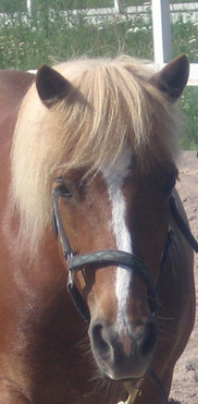 A little mare with nice gates.
Good to take care of and easy to ride.