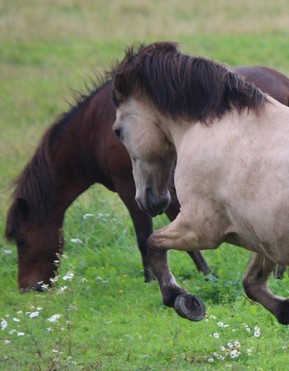 Kolfinnur is an energetic and steady horse.