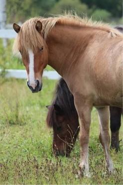 Hrappur is a fair fourgaiter, extremely kind to take care of and ride.