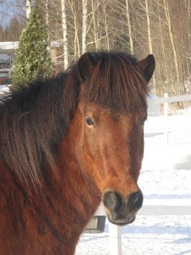 A real gentleman both to ride and to take care of. Sensitive and nice. Good tölt.