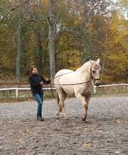 Nora is an emergency carer and a riding instructor with a long experience as well in riding, driving and ground work. As a person Nora is warm and thoughful, she always prioritize the well being of the horse and puts a big focus on the riders body, seat and soft aids. Nora teaches both in Swedish and Finnish.